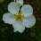 Potentilla fruticosa 'Mount Everest'.png